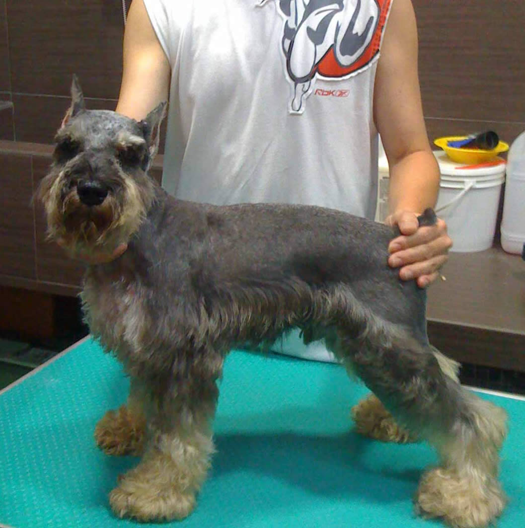 show dog